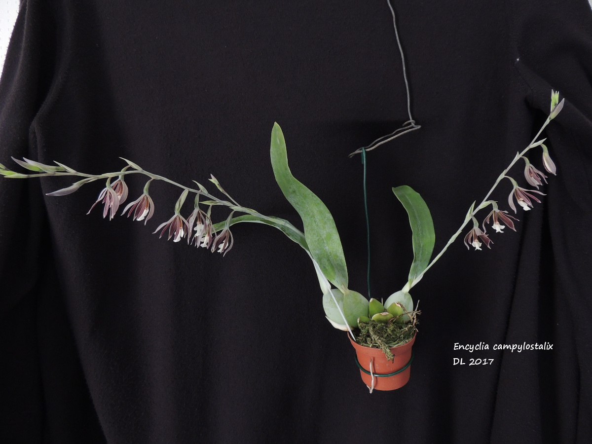 Prosthechea campylostalix Encyclia-campylostalix-2017