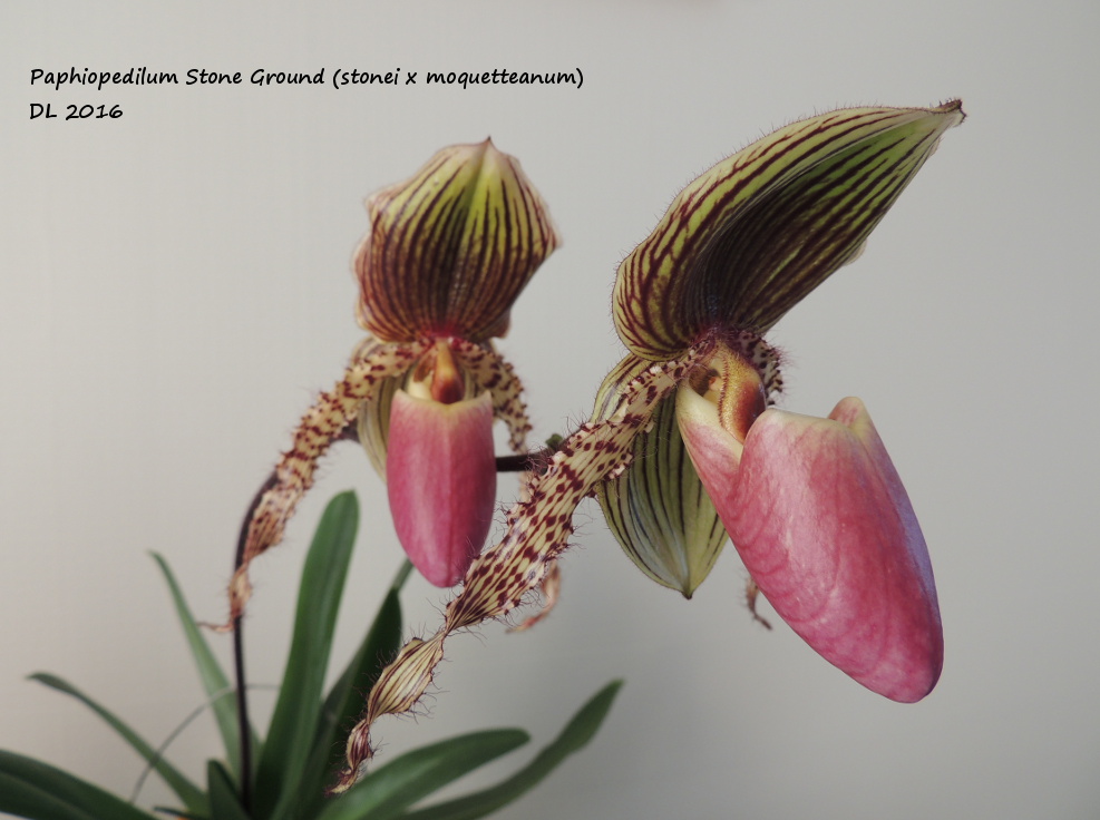 Paphiopedilum Stone ground (stonei x moquetteanum) Paph-stonei-moquetianum-2016