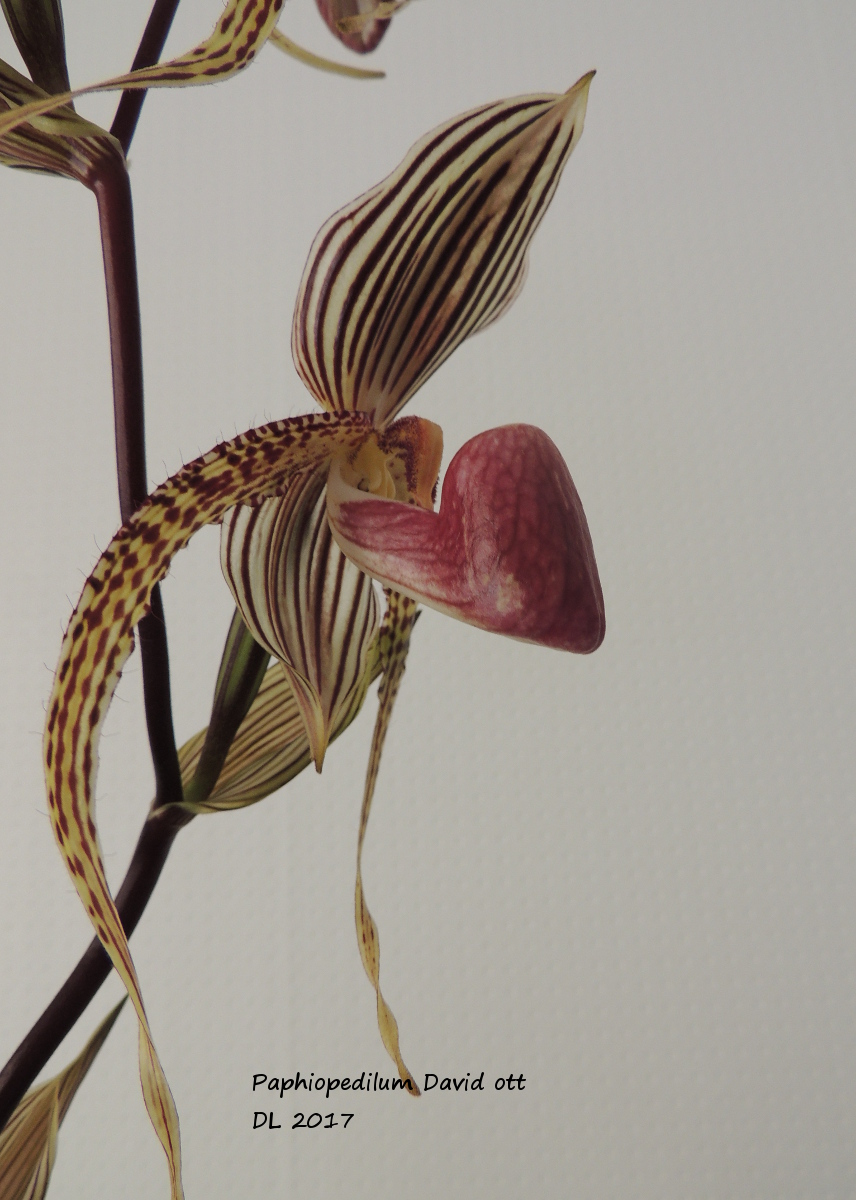 Paphiopedilum David Ott (supardii X rothschildianum) Paphio-davidott-2017-2