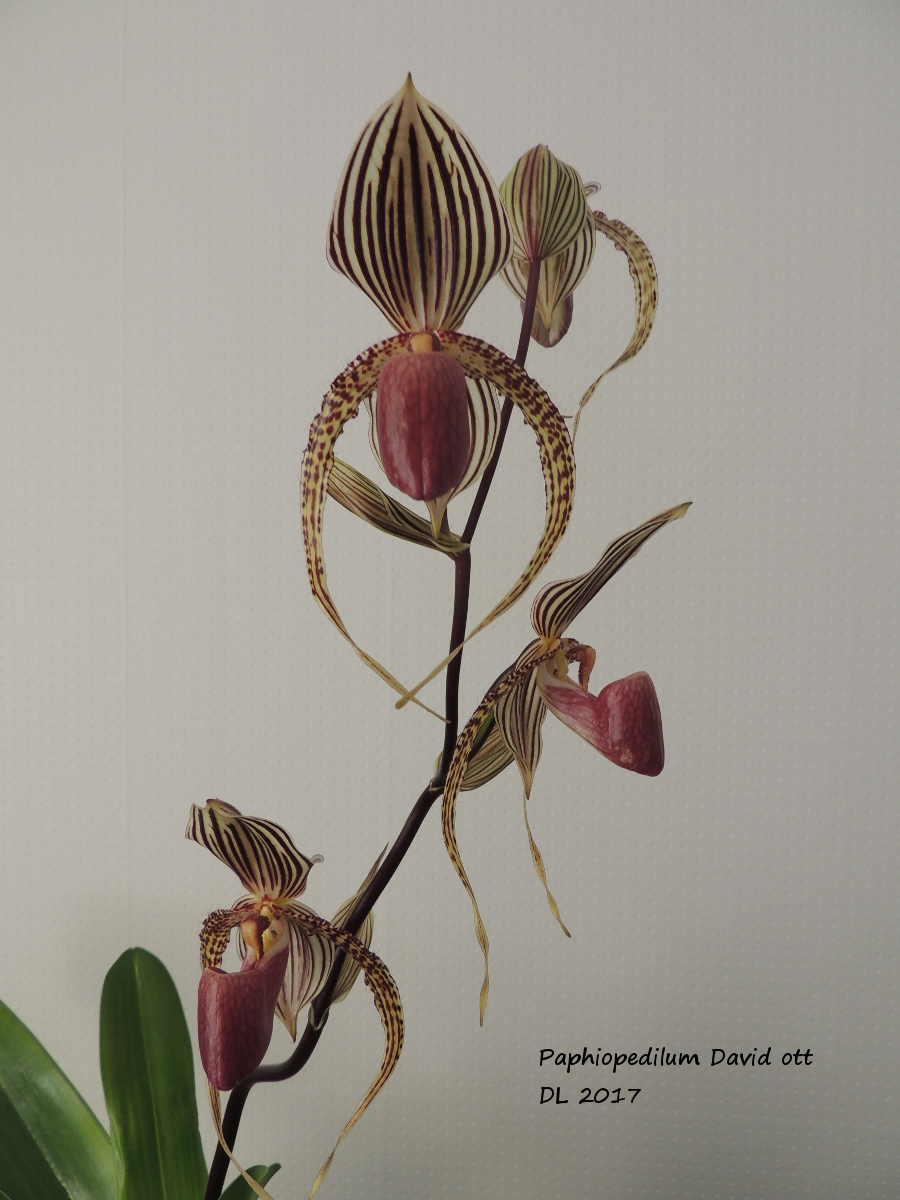 Paphiopedilum David Ott (supardii X rothschildianum) Paphio-davidott-2017