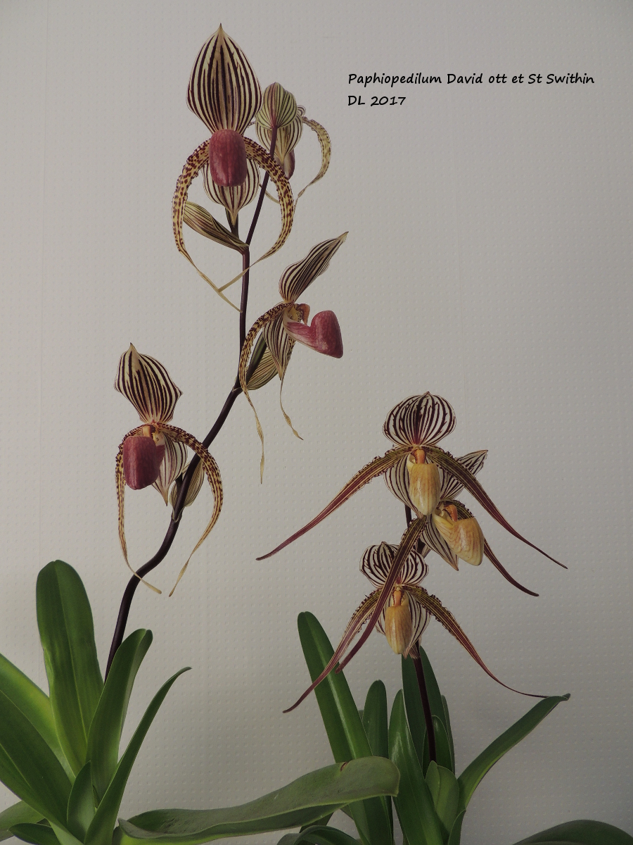 Paphiopedilum David Ott (supardii X rothschildianum) Paphio-davidott-stswithin-2017