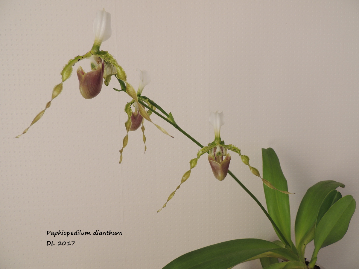 Paphiopedilum dianthum Paphio-dianthum-2017