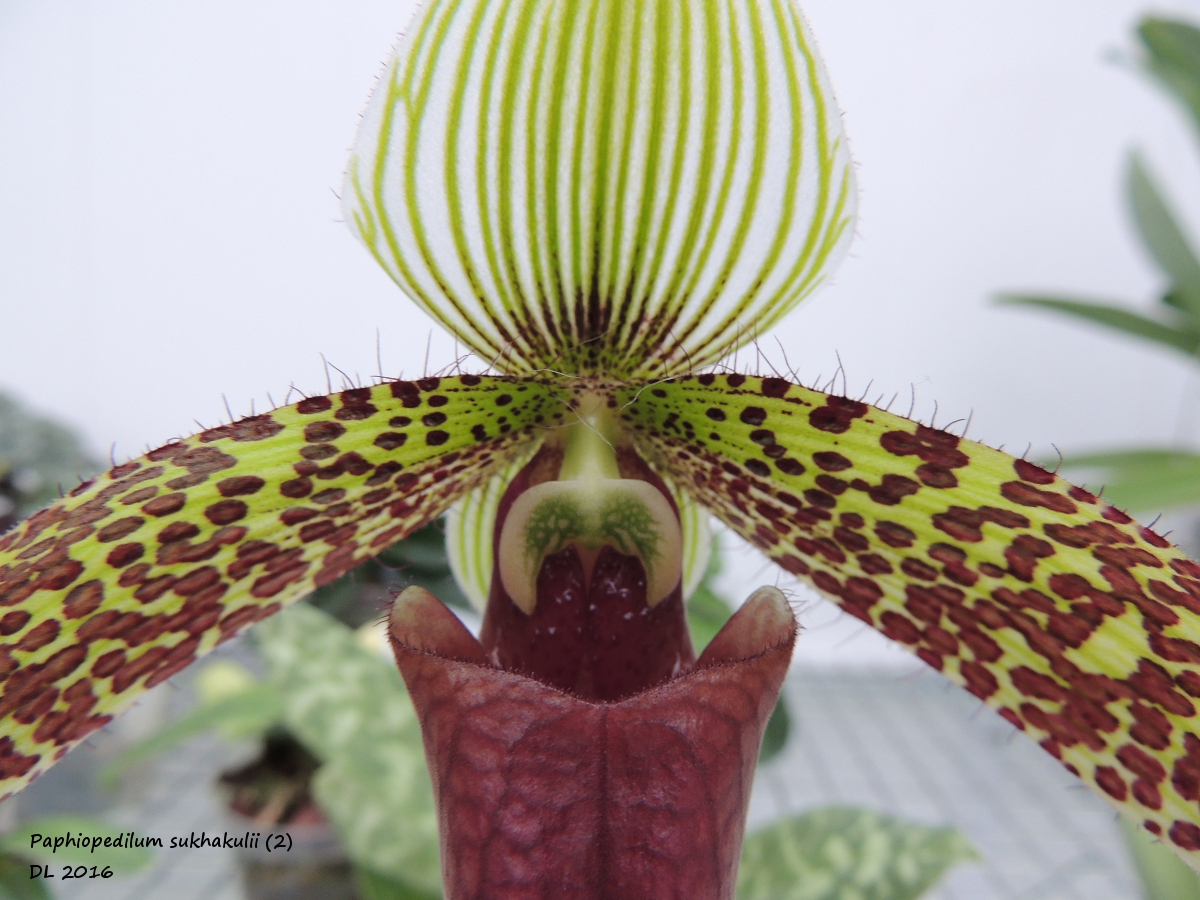 Paphiopedilum sukhakulii Paphio-sukhakulii2-2-2016