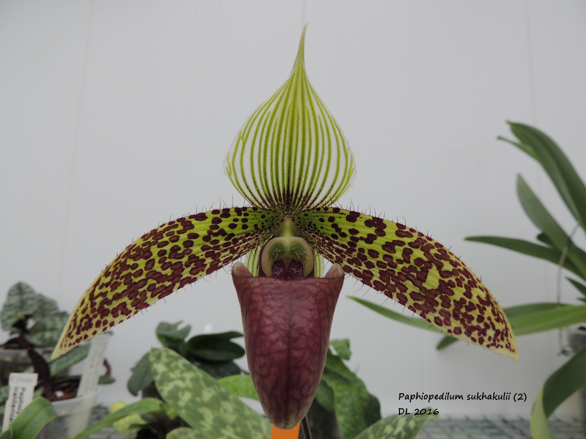 Paphiopedilum sukhakulii Paphio-sukhakulii2-2016