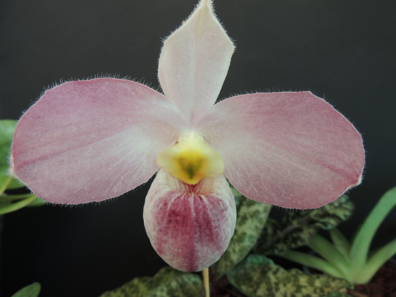 Paphiopedilum vietnamense Paphio-vietmanense-2015