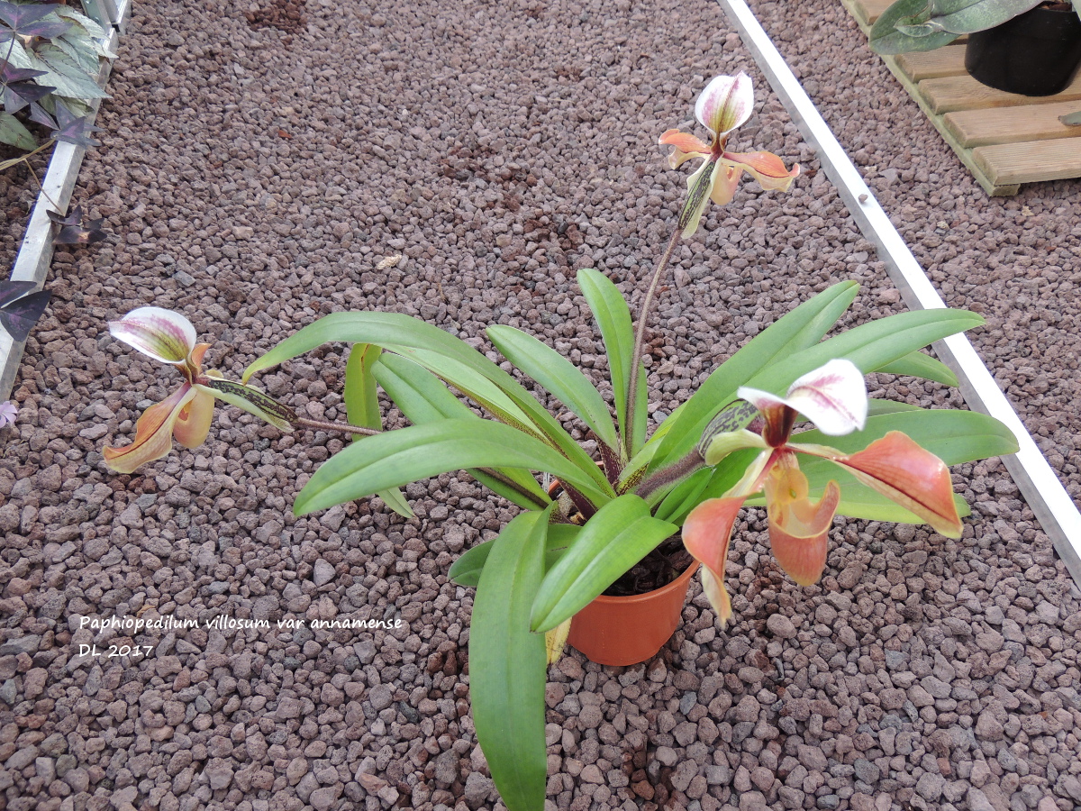 Paphiopedilum villosum var. annamense Paphio-villosum-2017-2