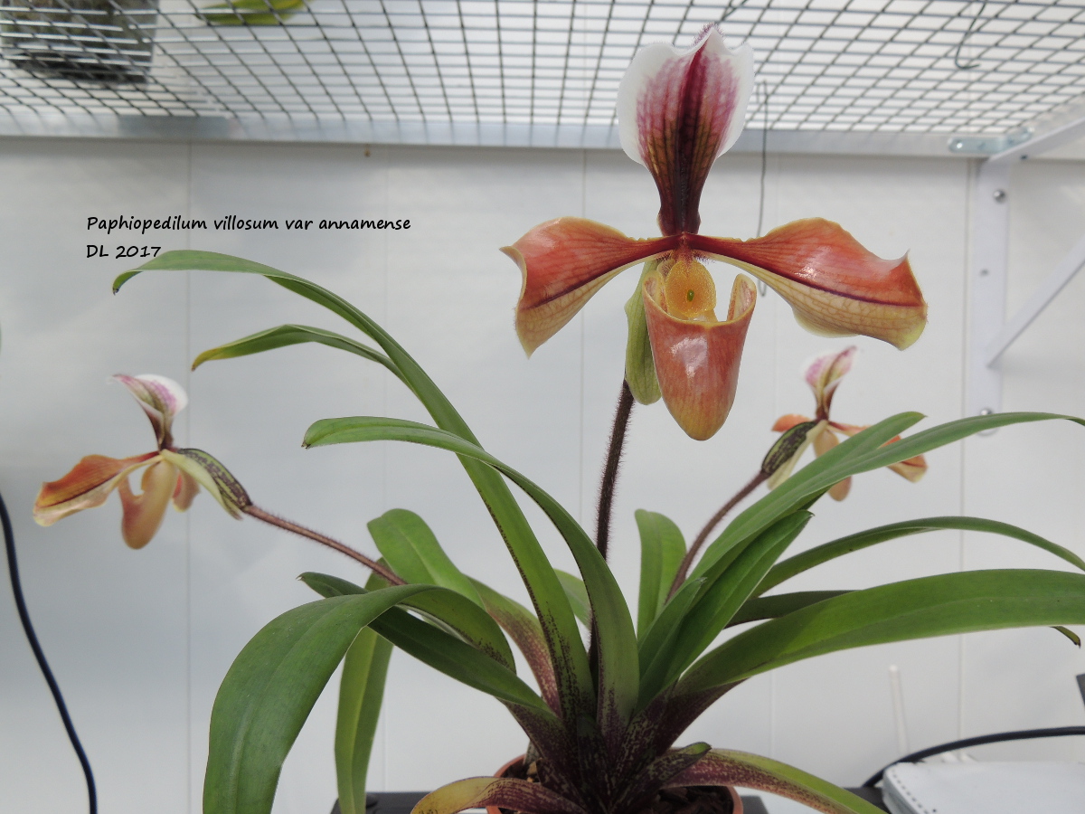 Paphiopedilum villosum var. annamense Paphio-villosum-2017