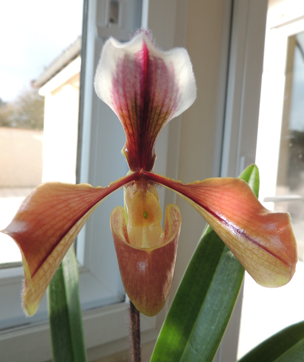 Paphiopedilum villosum et villosum forme annamense Paphio-villosum2014-annamense