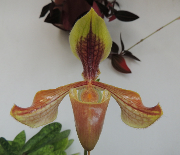 Paphiopedilum villosum et villosum forme annamense Paphio-villosum2014