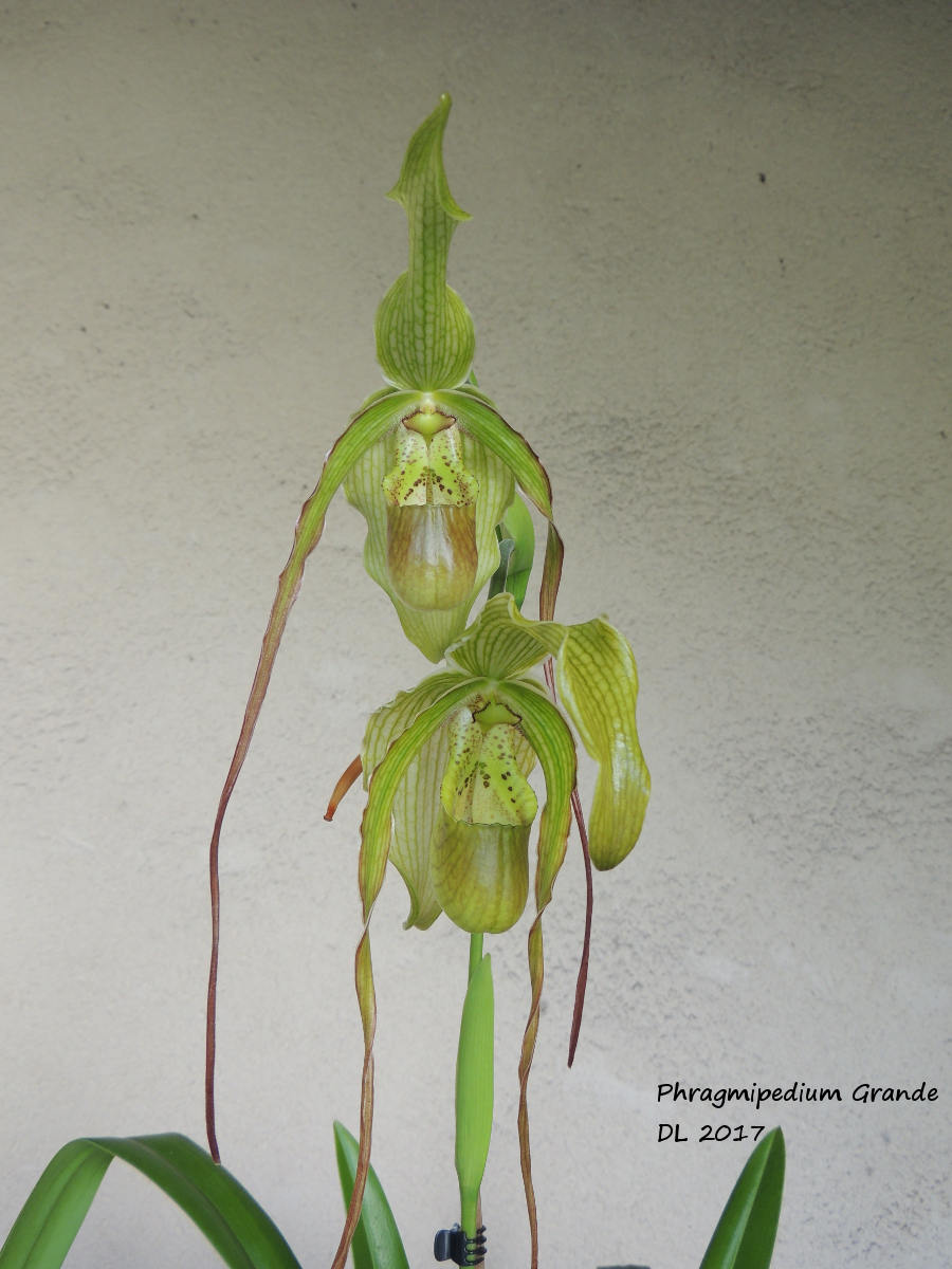 Phragmipedium Grande (longifolium x caudatum) Phragmi-grande-2017