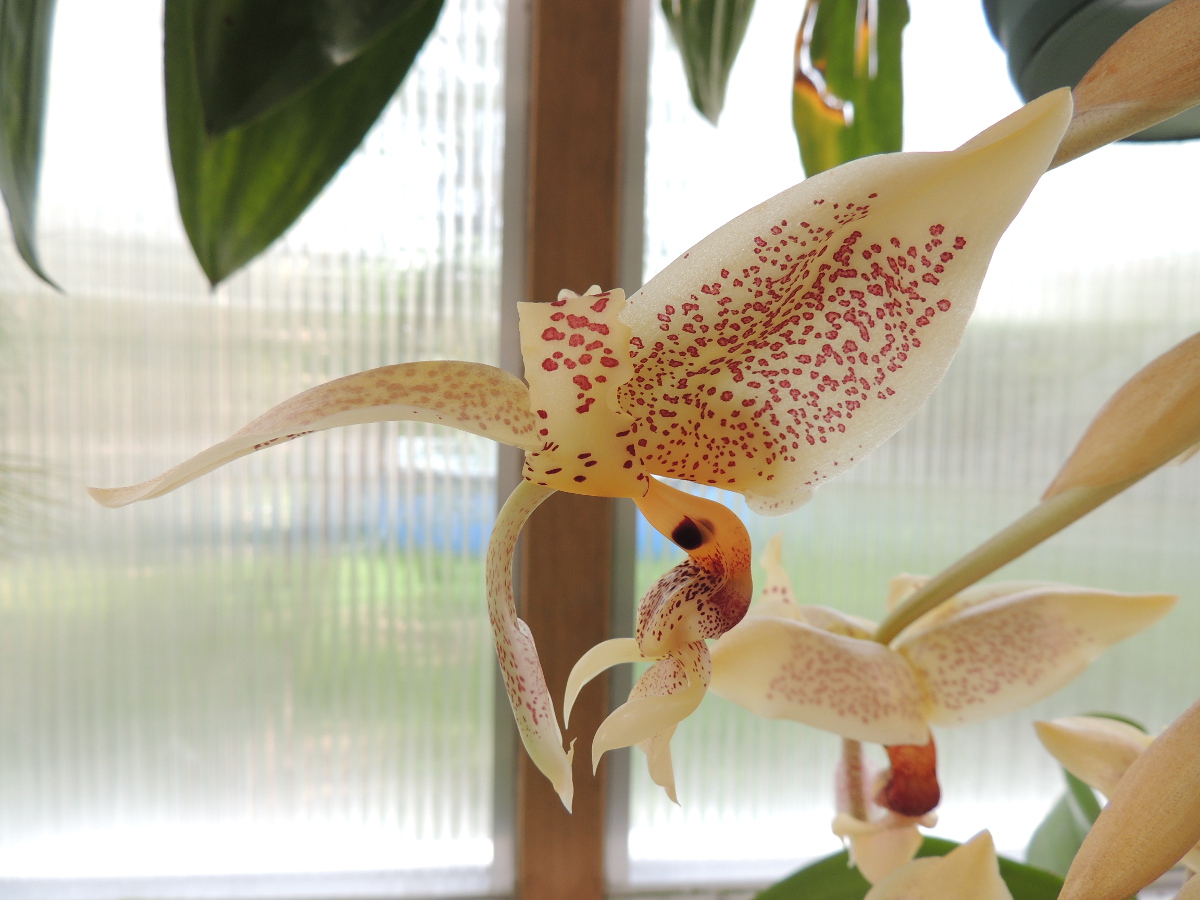 [résolu]Stanhopea ? (à identifier) : Stanhopea oculata Stanhopea-2017-3