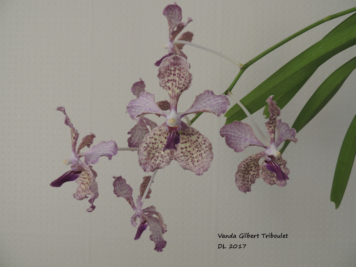 Vanda Gilbert Triboulet (coerulea x tricolor) Vanda-gilbert-triboulet-2017