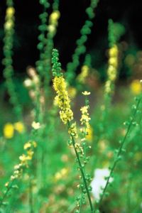 FLORES DE BACH Agrimony