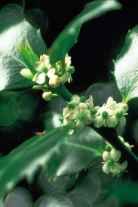 FLORES DE BACH Holly