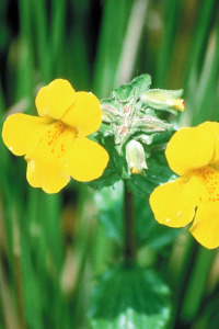 Miedo exagerado a los perros Mimulus