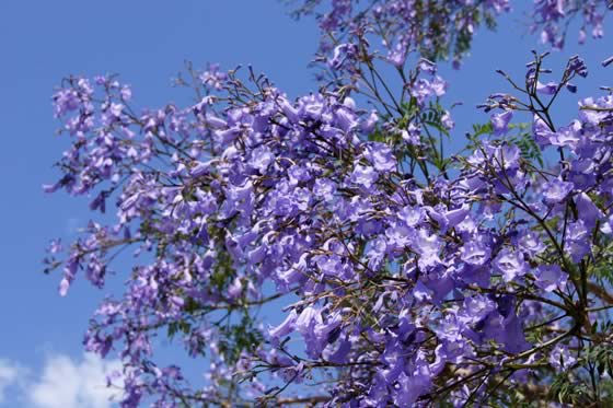 Jacaranda Flores-de-jacaranda