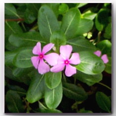      Vinca