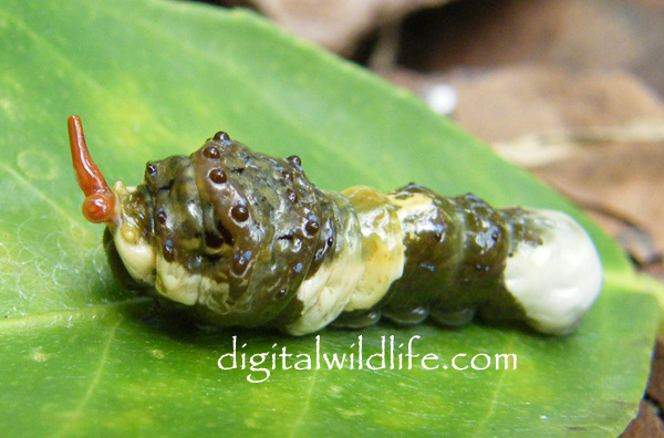 Giant Tree Grub Giant_swallowtail_caterpillar2