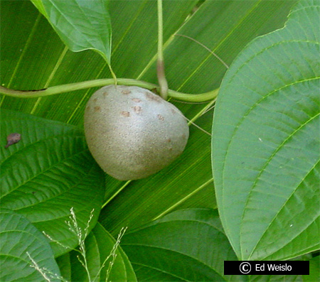 VƯỜN CÂY HOA ĐV I - Page 21 Air%20potato%20%28Dioscorea%20bulbifera%29