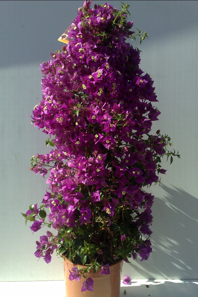 Bougainvillier 10190-Bougainvillea-Sanderiana