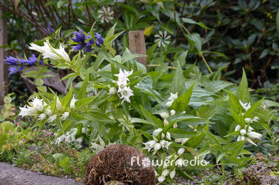 Semis de Gentiana - Page 2 Stock-photo-gentiana-asclepiadea-alba--white-willow-gentian-103477-12278