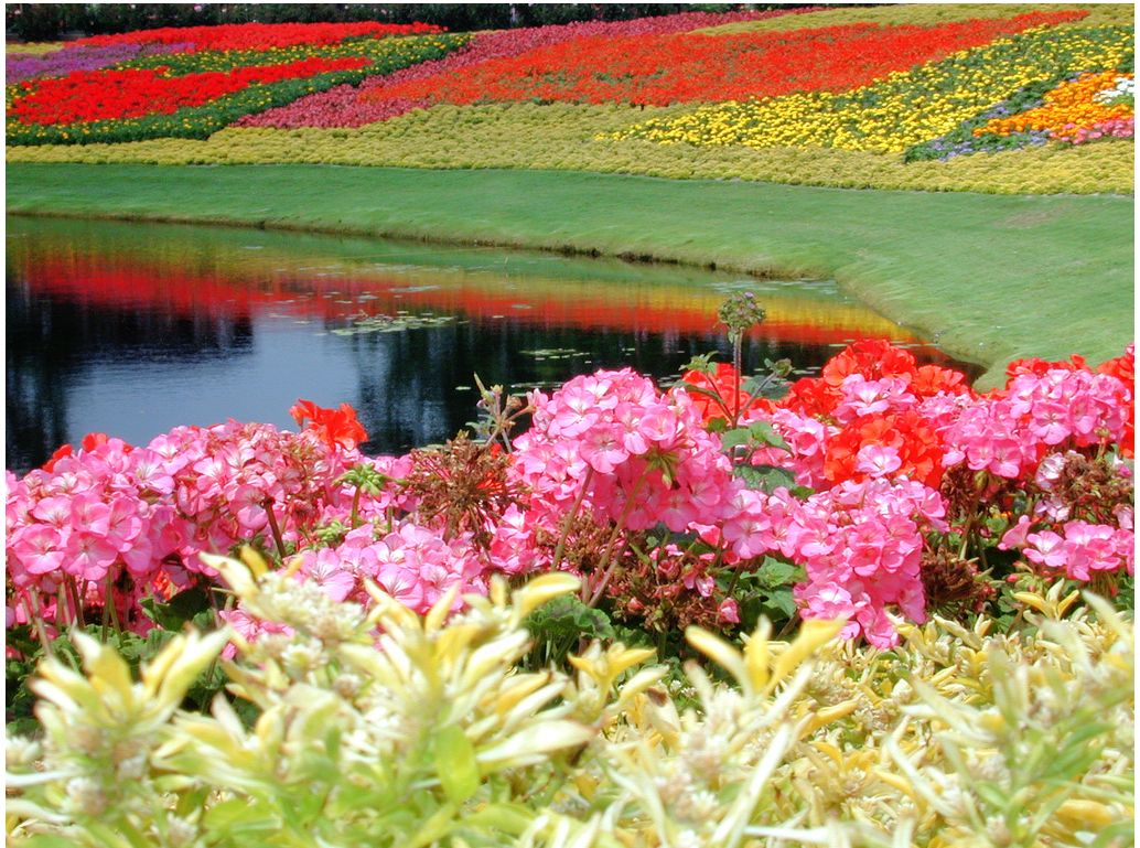 صور ورود جميله اوى Epcot%20Flower%20Garden%20with%20full%20of%20beautiful%20and%20colorful%20flowers