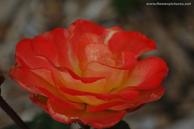 ورود روعة Rose_chihuli