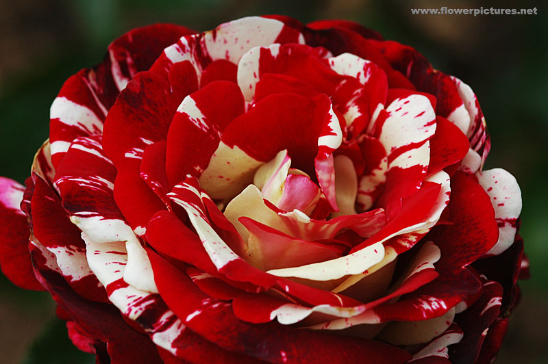 ورود روعة Rose_redandwhitestripe