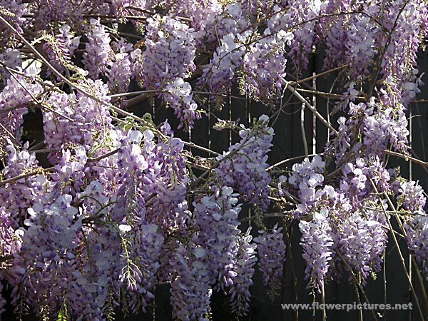 Spécial Wisteria (Glycine) Wisteria_04-1