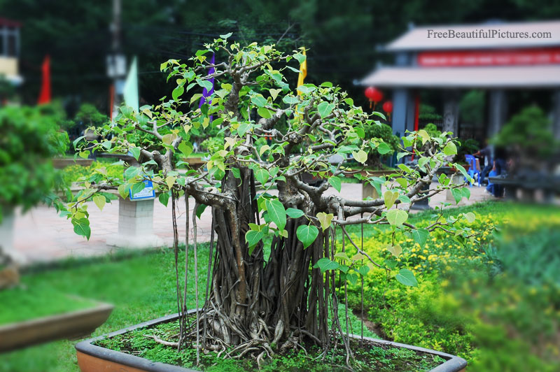 Bonsai in Vietnam... Bodhi_tree-3