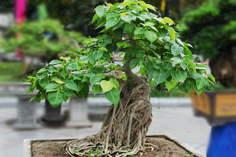 Bonsai in Vietnam... Bodhi_tree