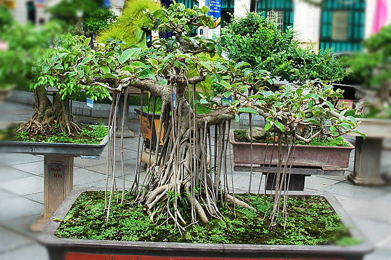 Bonsai in Vietnam... Bonsai-1