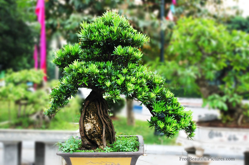 Bonsai in Vietnam... Bonsai-10