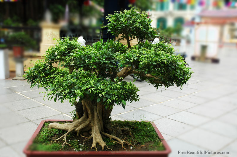 Bonsai in Vietnam... Bonsai-11