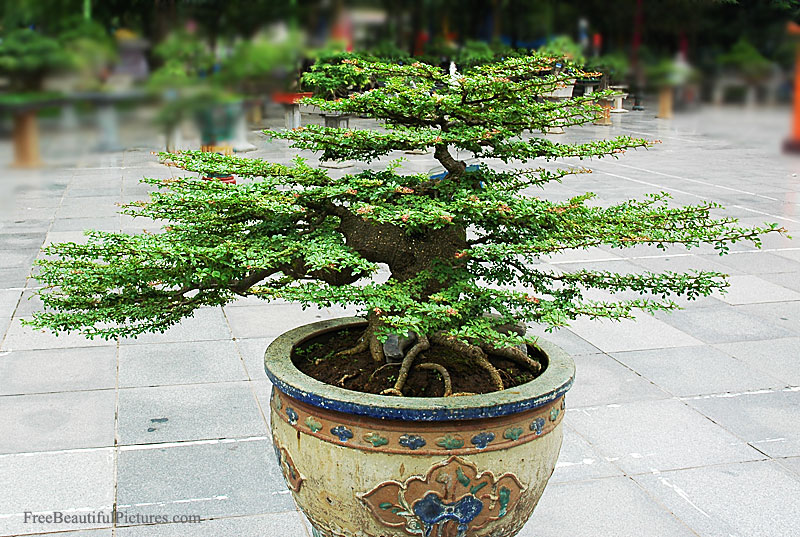 Bonsai in Vietnam... Bonsai-13