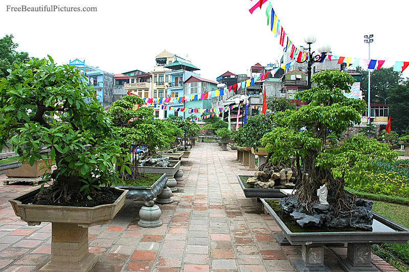 Bonsai in Vietnam... Bonsai-15