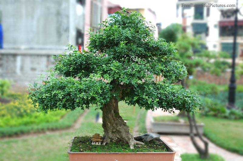 Bonsai in Vietnam... Bonsai-17