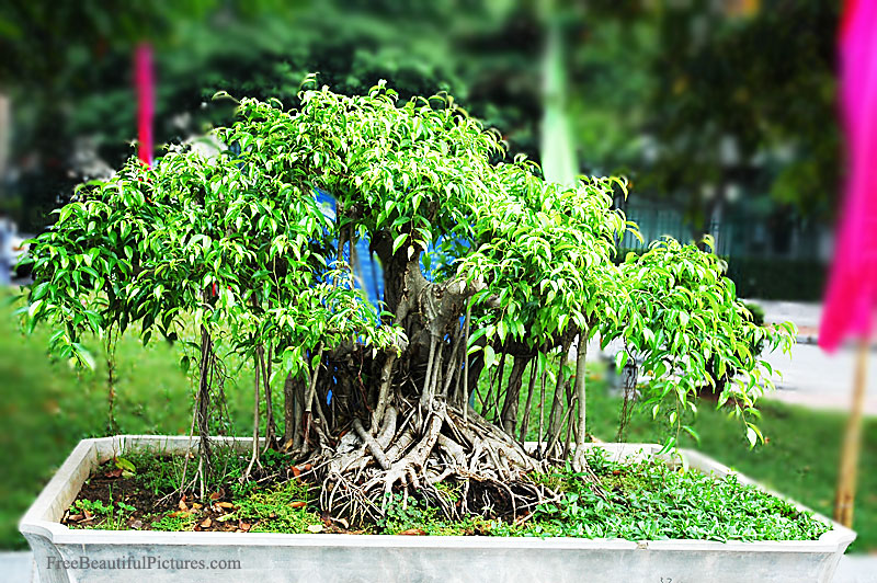 Bonsai in Vietnam... Ficus_virens-7