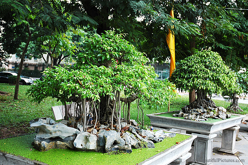 Bonsai in Vietnam... Ficus_virens-9