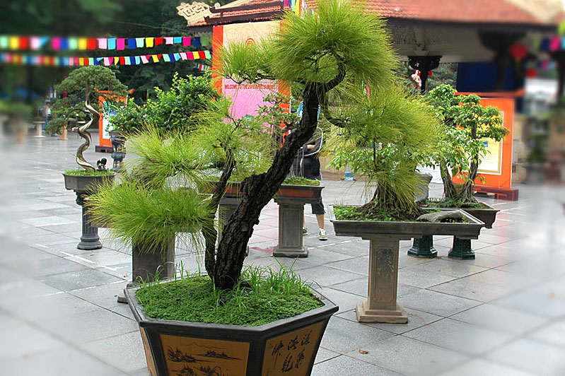 Bonsai in Vietnam... Pine-1