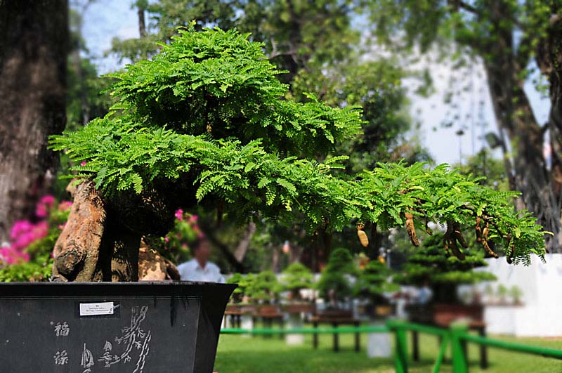 Bonsai in Vietnam... Tamarind-2