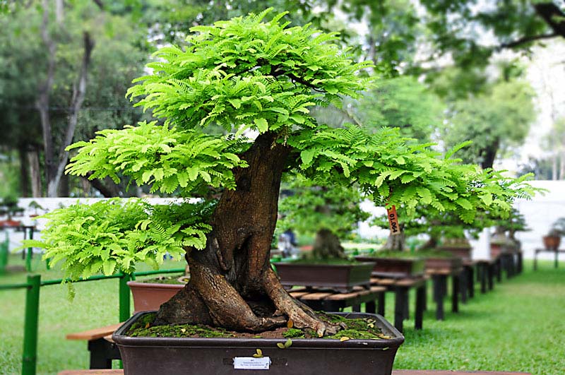 Bonsai in Vietnam... Tamarind-3