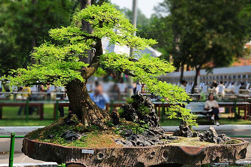 Bonsai in Vietnam... Tamarind-4