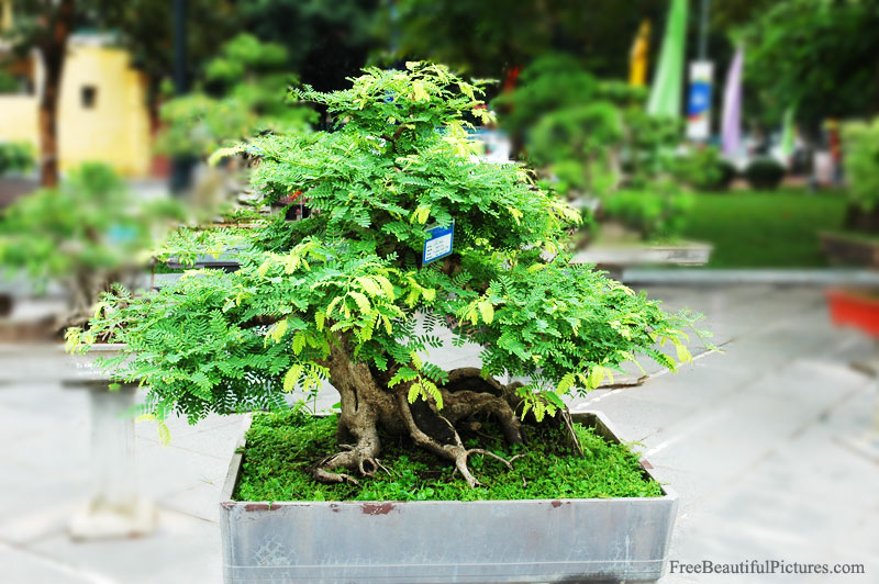 Bonsai in Vietnam... Tamarind