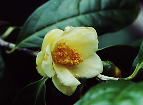 VƯỜN CÂY ĐV II - Page 22 Camellia_chrysantha