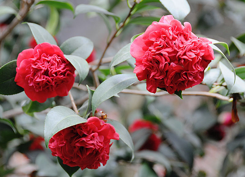 فلسفة زهرة  Camellia_japonica-2