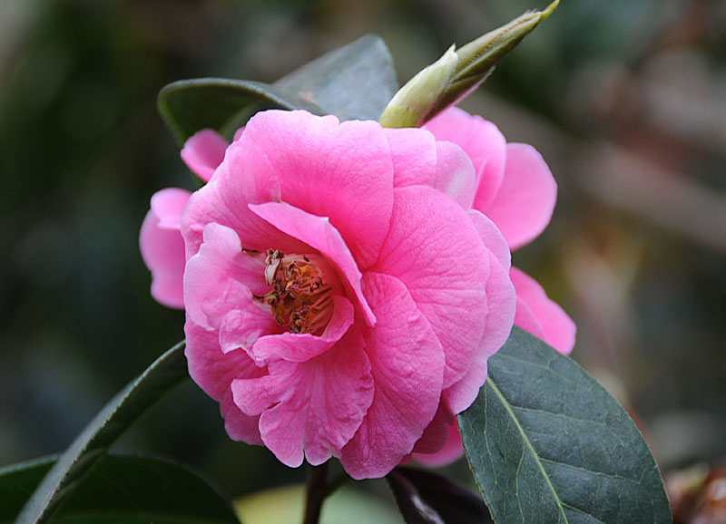 فلسفة زهرة  Camellia_reticulata-3