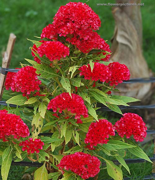 சேவல் கொண்டைப்பூ Cockcomb