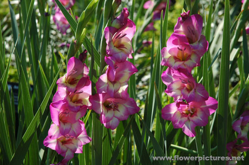الأبصال المزهرة  Gladiolus