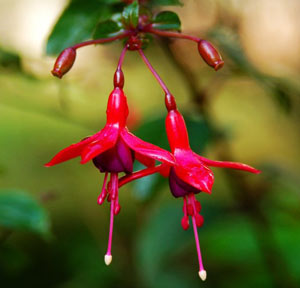 ஊஞ்சல் - ஹைக்கூ Fuchsia-hybrida-red